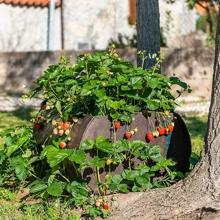 Villa Toni By Adriaticluxuryvillas * Murvica (Policnik)